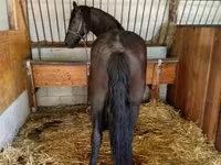 Kanca, Friesian — 2. fotó