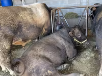 ثور, Swiss cattle — الصورة 5
