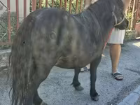 Mare, American shetland pony — photo 2