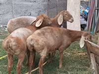 Juh, Arashan sheep — 2. fotó