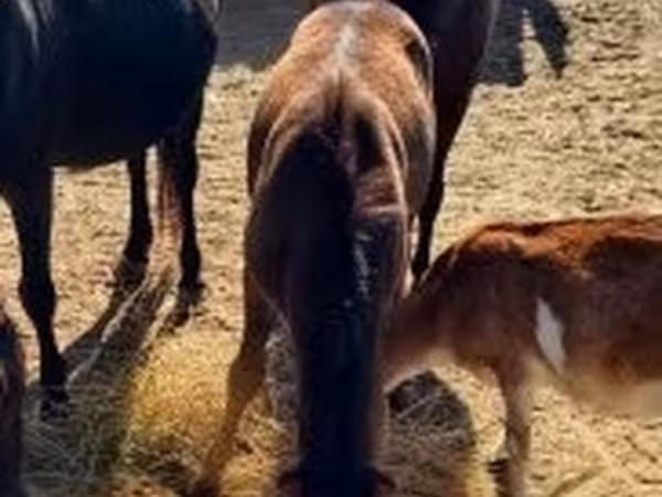 母马, Horses