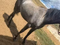 Cheval, Chevaux — photo 3