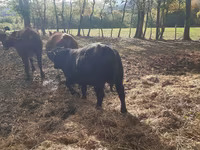 公牛, Aberdeen-Angus — 照片 2
