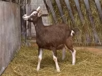 Goat, Toggenburg goat — photo 1