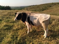 Býk, Russian Black pied cattle — foto 2