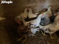 Chickens — الصورة 2