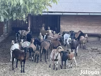 Ram, Cameroon sheep — photo 2