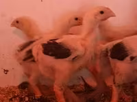 Chickens — Foto 5