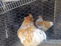 براهما — الصورة 4