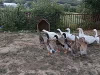 Ducks — 照片 3