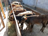 Byk, Swiss cattle — zdjęcie 4