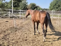 公马, Horses — 照片 5
