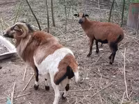 Kos, Cameroon sheep — 8. fotó