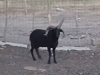 公羊, Shetland sheep — 照片 3
