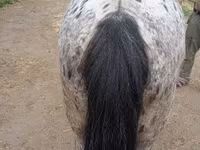 Hing, Appaloosa — 4. fotó