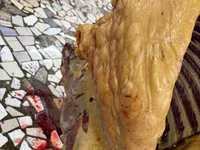 فرس, الخيول — الصورة 1