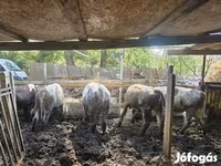 公牛, Hungarian Grey breed — 照片 1