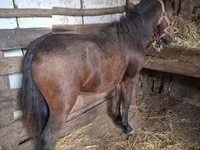Cavalo, Cavalos — foto 3