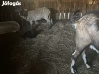 母羊, Cameroon sheep — 照片 6