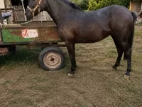 Mare, Horses — photo 1