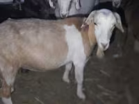 Cabro, Cabras — foto 2