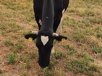 母牛, Holstein breed — 照片 2