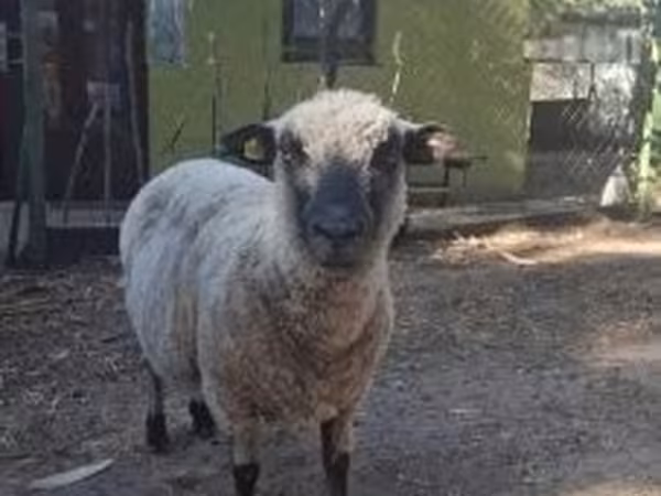 公羊, Shroshire sheep