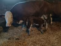 सांड, Simmental cattle — फ़ोटो 7