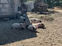 Säue, Schweine — Foto 2