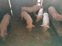 Säue, Schweine — Foto 1