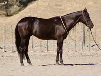 Hing, Friesian — 2. fotó