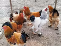 Brahma — foto 2