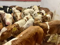Rinder (Partie, Geschlecht nicht angegeben), Simmental cattle — Foto 2