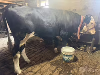 İnək, Simmental cattle — foto 3
