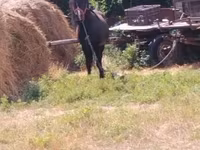 公马, Horses — 照片 4