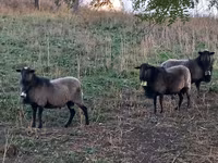 Carnero, Romanov sheep — foto 3