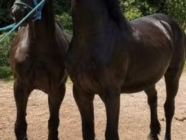 घोड़ा, Friesian