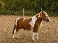 Cheval, Chevaux — photo 2