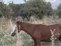 حصان, Tiger horse — الصورة 8