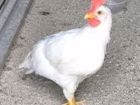 Leghorn — foto 1