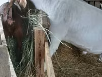बकरा, Boer goat — फ़ोटो 4