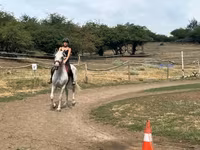 母马, Hungarian horse breed — 照片 2