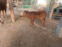 Tehén, Red Estonian cattle — 3. fotó