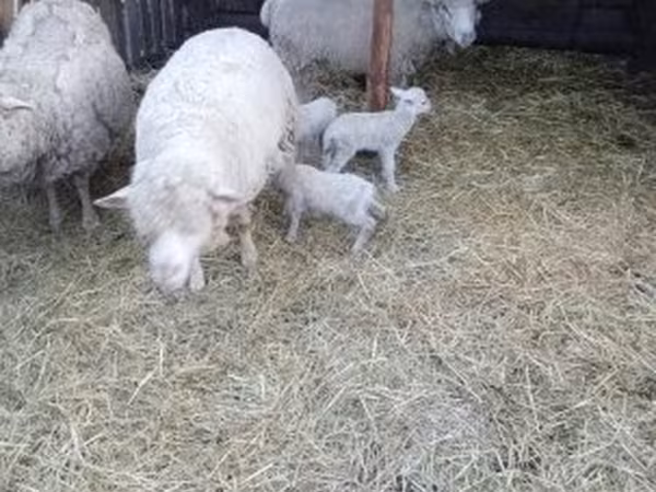Juh, Merino sheep