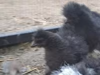 Silkie — foto 3