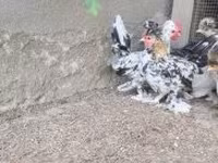 Chickens — foto 7