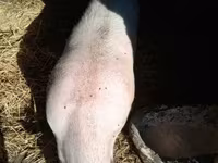 公猪, Pigs — 照片 1