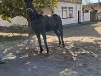 Hengst, Hungarian horse breed — Foto 2