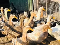 Ducks — 3. fotó