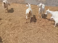 Cabra, Toggenburg goat — foto 8
